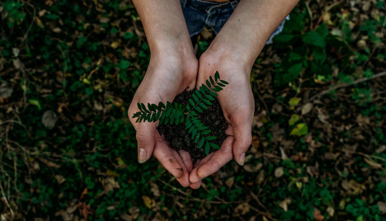 Hands holding a seedling in soil